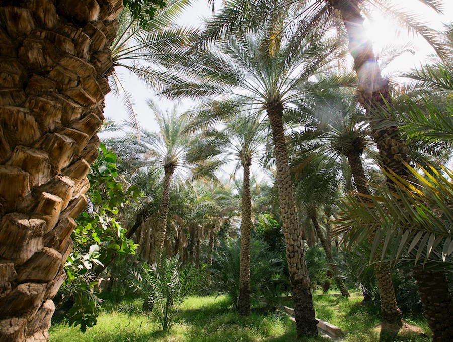 al ain oasis